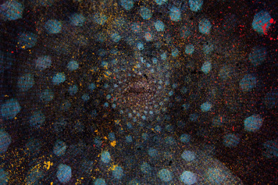 Jacob Anderskov: »Spirit of the Hive«